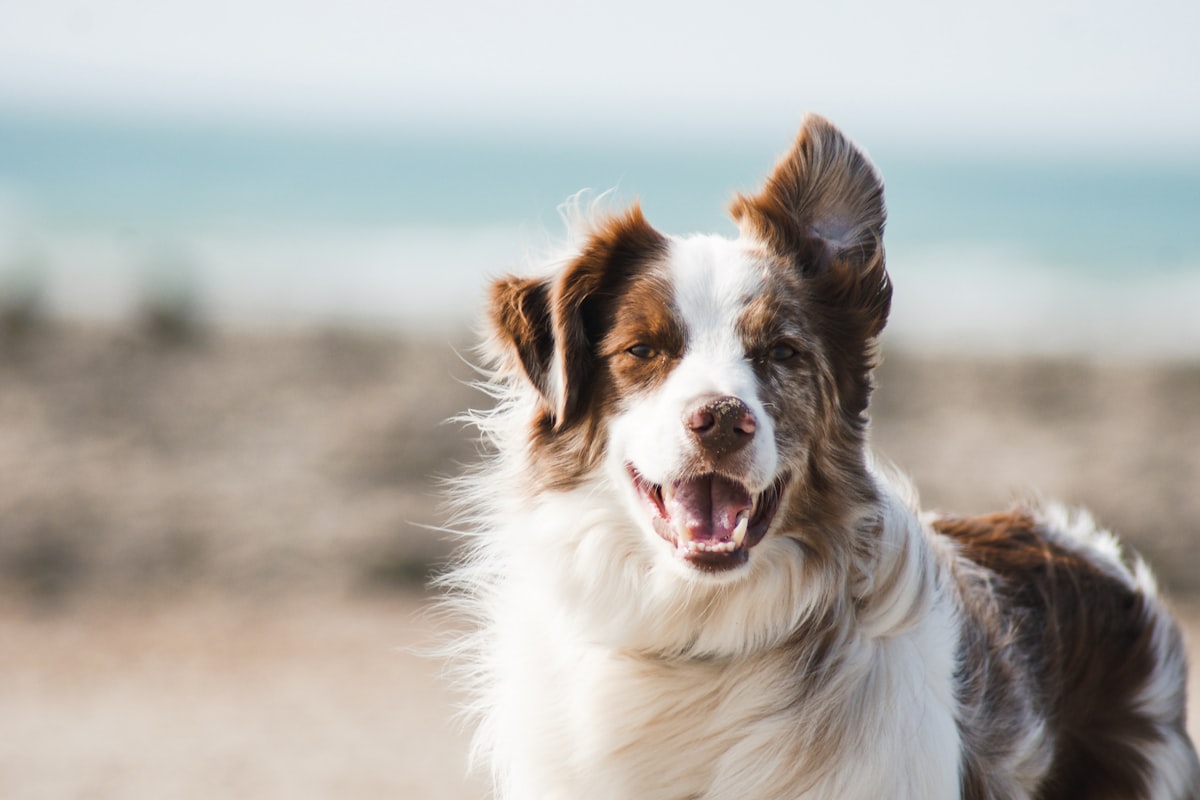 CalmNest Dog Pheromone Diffuser
