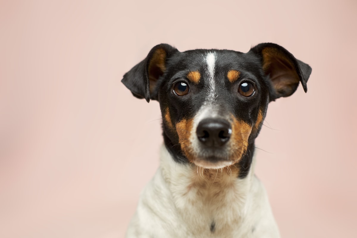 CalmNest Dog Pheromone Diffuser