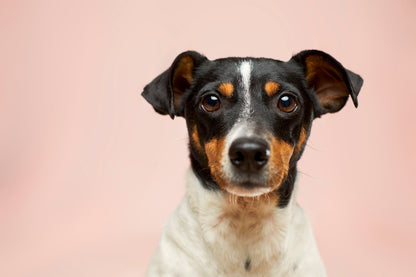 CalmNest Dog Pheromone Diffuser